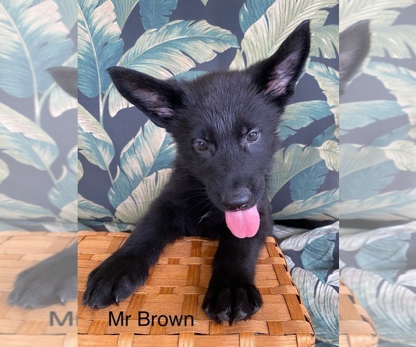 Medium Photo #28 German Shepherd Dog Puppy For Sale in BOKOSHE, OK, USA