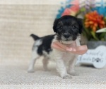 Small Photo #3 Poodle (Toy) Puppy For Sale in LANCASTER, PA, USA