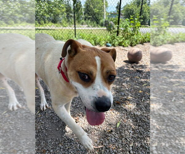 Medium Photo #3 Bulldog-Unknown Mix Puppy For Sale in Elmsford, NY, USA