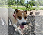 Small #2 Bulldog Mix
