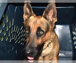 Small #1 German Shepherd Dog Mix