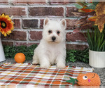 Eric - Male West Highland White Terrier Puppy for Sale - Small photo