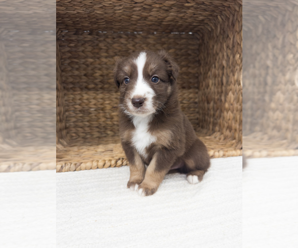 Medium Photo #2 Australian Shepherd Puppy For Sale in UNIONVILLE, IA, USA