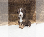 Small #1 Australian Shepherd
