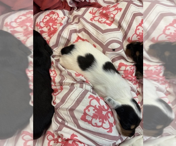 Medium Photo #4 Dachshund Puppy For Sale in ASHLAND, NE, USA