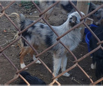 Small Photo #3 Australian Shepherd Puppy For Sale in FRESNO, CA, USA