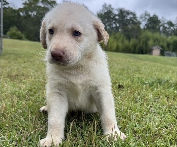 Medium Photo #2 Shepradors Puppy For Sale in LEXINGTON, SC, USA