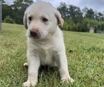Small #1 Shepradors