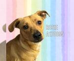 Small Labrador Retriever Mix