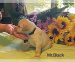 Image preview for Ad Listing. Nickname: Mr Black