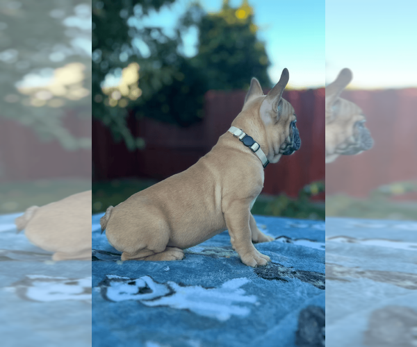 Medium Photo #7 French Bulldog Puppy For Sale in SACRAMENTO, CA, USA
