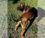 Small #6 Fila Brasileiro