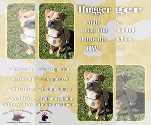 Mutt Dogs for adoption in Jacksonville, NC, USA