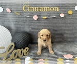 Small Photo #1 Goldendoodle Puppy For Sale in BLUFFTON, IN, USA