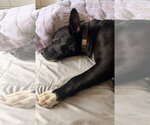 Small #5 American Pit Bull Terrier Mix