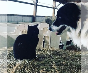 Father of the Border Collie puppies born on 12/22/2019