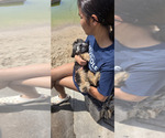 Small #8 Miniature American Shepherd-Poodle (Toy) Mix