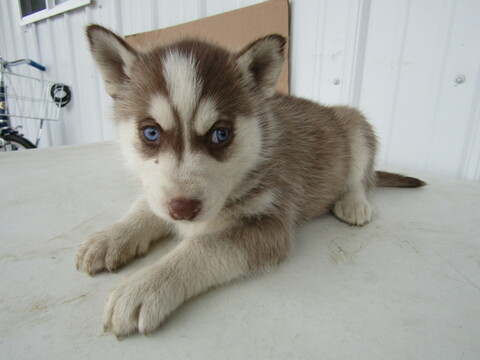 Medium Photo #1 Siberian Husky Puppy For Sale in HUDSON, MI, USA