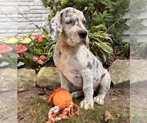 Great Dane Puppy for sale in MIDDLEBURY, IN, USA