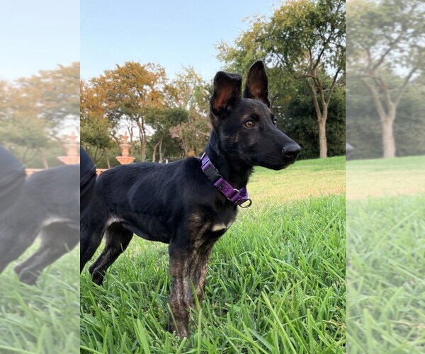 Medium Photo #3 Holland Shepherd-Unknown Mix Puppy For Sale in Imlay City, MI, USA