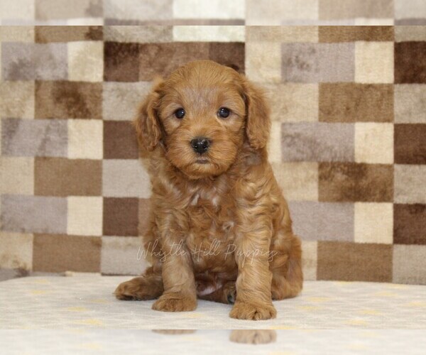 Medium Photo #3 Cavapoo (Miniature) Puppy For Sale in DENVER, PA, USA