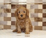 Small #2 Cavapoo (Miniature)