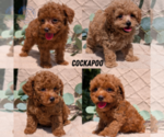 Small #12 Cockapoo