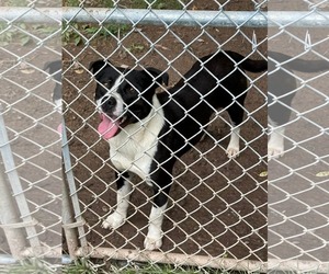 Chance (2yo, 51lbs) - Male Mutt Dog for Adoption - Photo #3