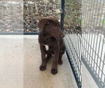 Small Labrador Retriever Mix