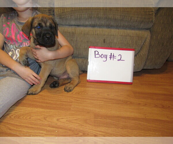 Medium Photo #10 Mastiff Puppy For Sale in FARMERVILLE, LA, USA