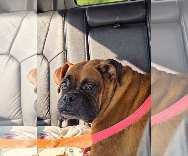 Medium Photo #5 Boxer Puppy For Sale in Burnsville, MN, USA