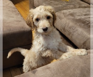 Goldendoodle-Poodle (Standard) Mix Puppy for sale in ANNISTON, AL, USA