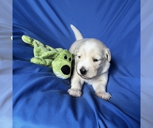 Golden Labrador Puppy for sale in LIVE OAK, FL, USA