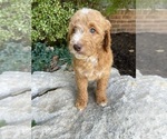 Small Photo #3 Goldendoodle Puppy For Sale in JENKS, OK, USA