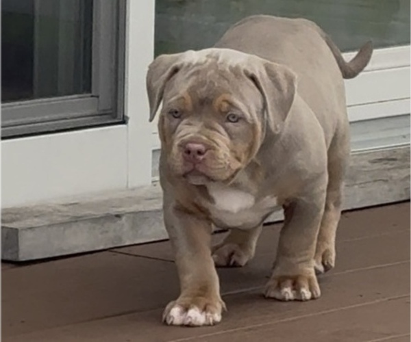 Medium Photo #5 American Bully Puppy For Sale in LANSDOWNE, PA, USA