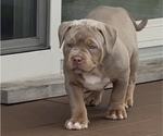 Puppy Lux American Bully