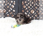 Small #1 Poochon
