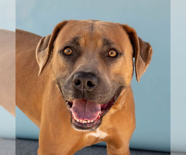 Medium Photo #1 Bullboxer Pit Puppy For Sale in Pasadena, CA, USA