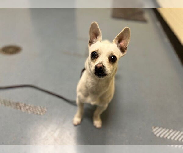 Medium Photo #1 Chihuahua-Unknown Mix Puppy For Sale in Fort Collins, CO, USA