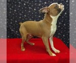 Small #3 Boston Terrier