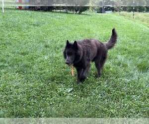 Father of the German Shepherd Dog puppies born on 06/14/2026