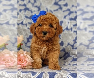 Cockapoo-Poodle (Miniature) Mix Puppy for sale in NOTTINGHAM, PA, USA
