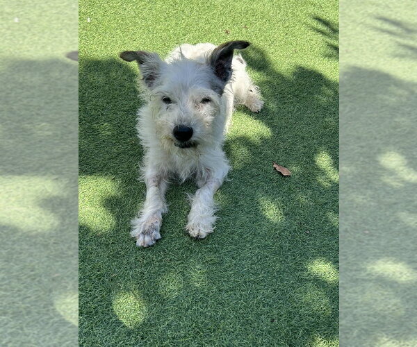 Medium Photo #1 Mutt Puppy For Sale in San Diego , CA, USA