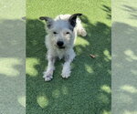 Krypto - Male Mutt Dog for Adoption - Small photo