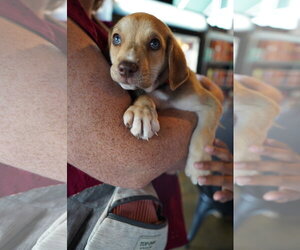 Labrador Retriever-Unknown Mix Dogs for adoption in Holly Springs, NC, USA