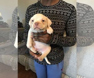 American Bully Puppy for sale in BOONE, IA, USA