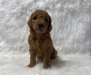 Goldendoodle Puppy for sale in WITHEE, WI, USA