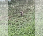 Small Photo #11 American Pit Bull Terrier Puppy For Sale in ALBERTVILLE, AL, USA