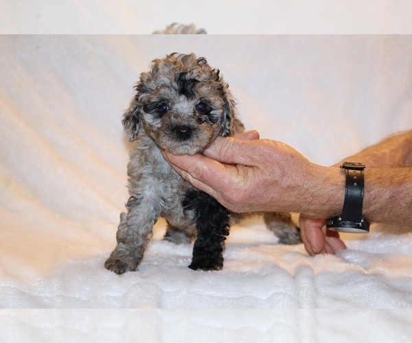 Medium Photo #13 Poodle (Toy) Puppy For Sale in DYERSBURG, TN, USA