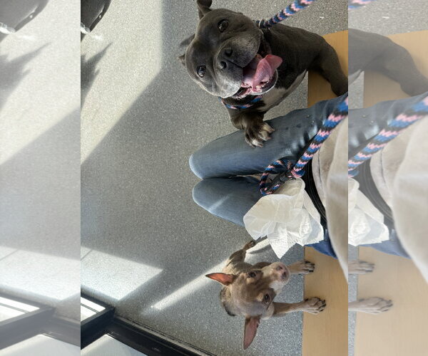 Medium Photo #6 Bulldog-Unknown Mix Puppy For Sale in Sanford, FL, USA